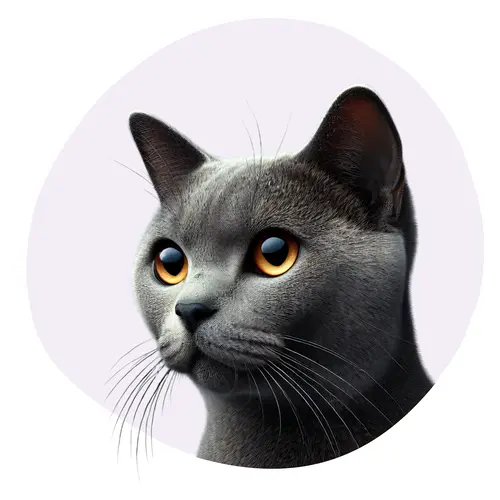 Asian Shorthair